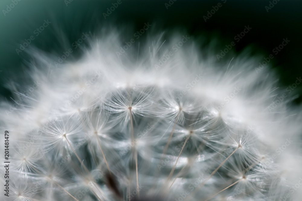 Fototapeta premium Daisy blowball plant closeup