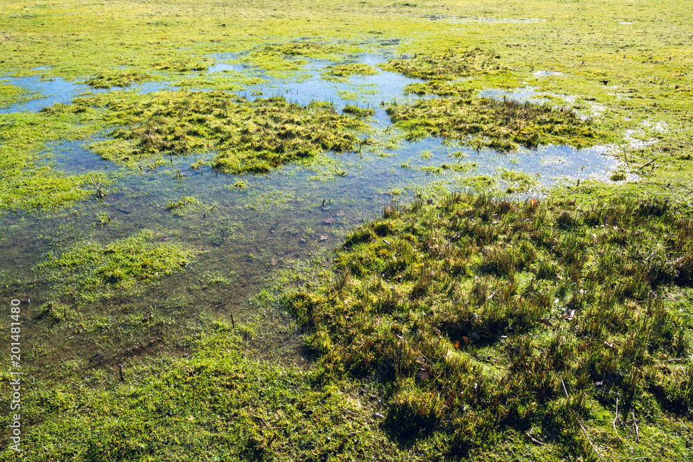 Shallow flood water remains on grass field in swamp area in early Spring- environmental nature background