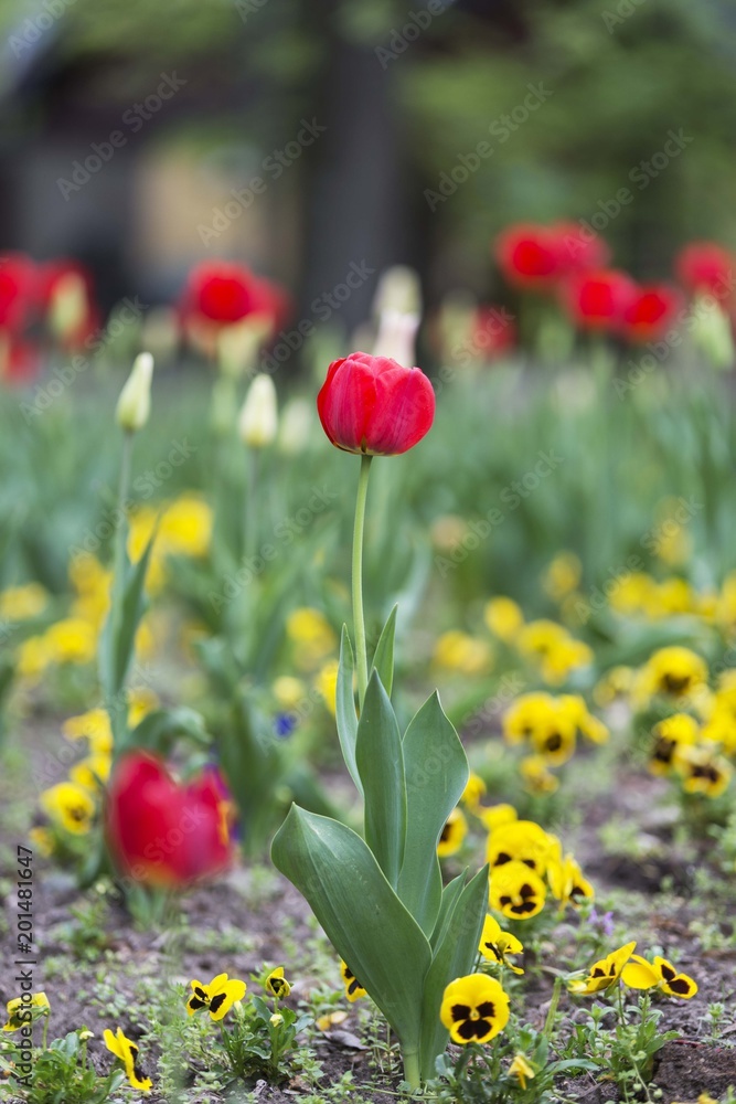 Fototapeta premium red tulips 