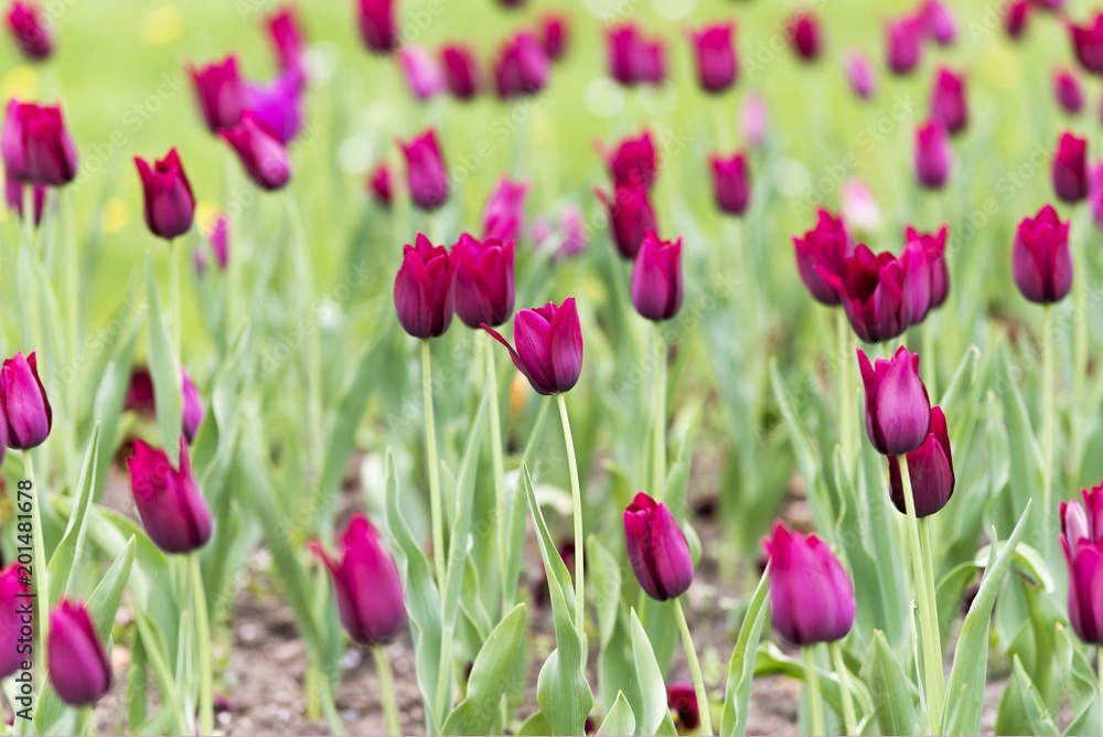 purple tulip flowers purple tulip flowers