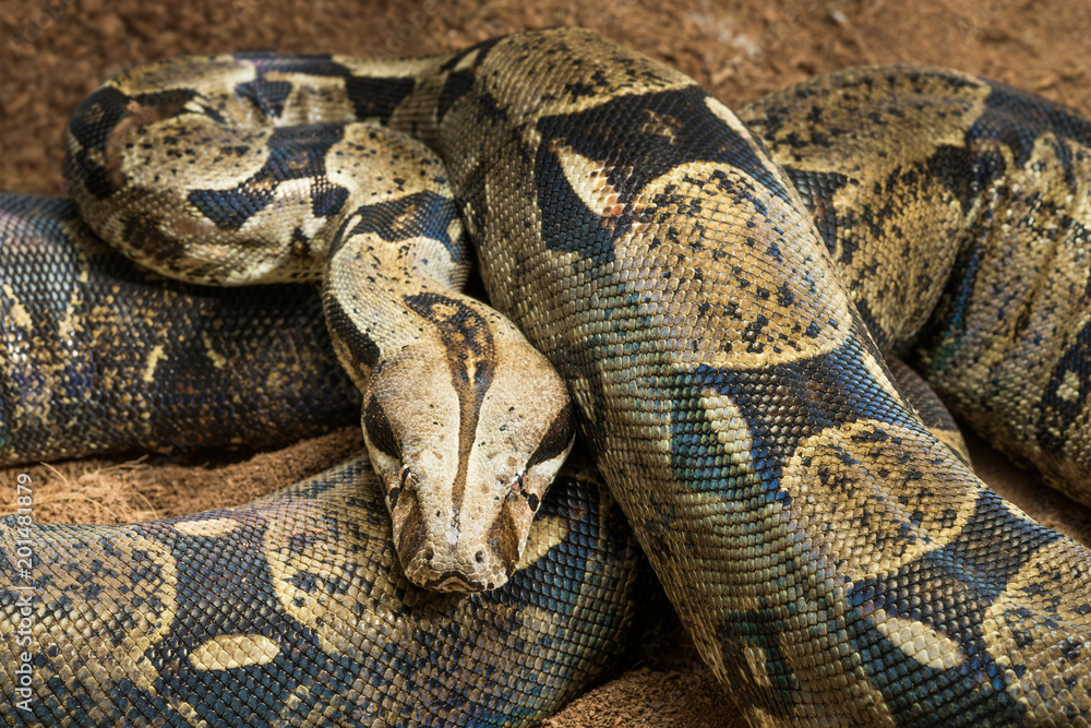 Beautiful Boa constrictor imperator - nominal Colombia. Colombian redtail boas – females Beautiful Boa constrictor imperator - nominal Colombia. Colombian redtail boas – females
