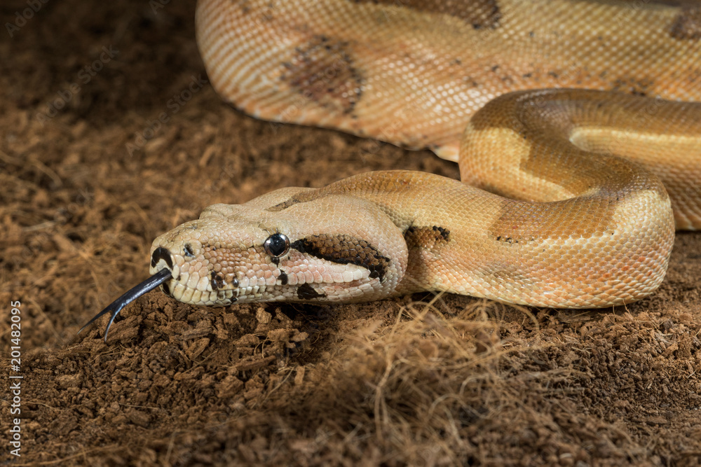 Naklejka premium Boa constrictor imperator – mutational form Hypo Jungle. Albino – male