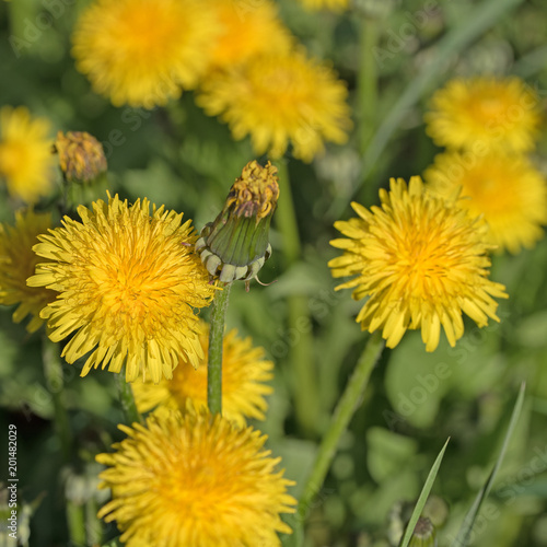 Fototapeta Naklejka Na Ścianę i Meble -  Blühender Löwenzahn, Taraxacum