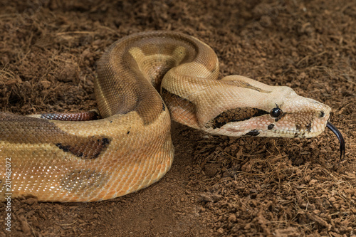 Boa constrictor imperator – mutational form Hypo Jungle. Albino – male. Snake shows her tongue