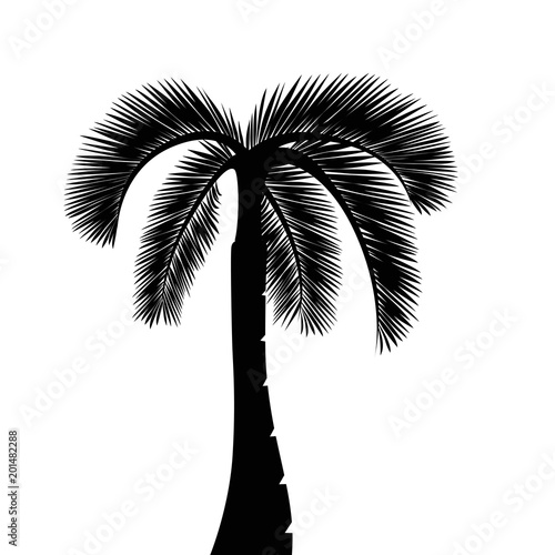 palme silhouette