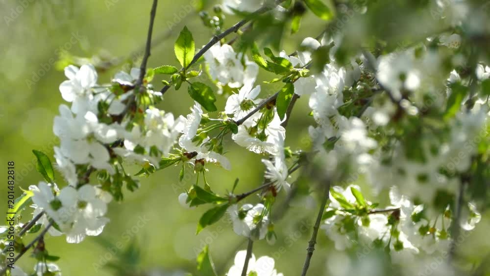 Beautiful blooming cherry tree branch. White flowers on a green background. Spring blooming garden. Young buds of a cherry blossom. The wind picks up the branches of a tree. Beautiful blooming cherry tree branch. White flowers on a green background. Spring blooming garden. Young buds of a cherry blossom. The wind picks up the branches of a tree.