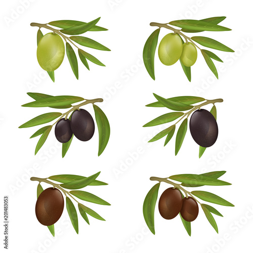 Set of different color olives on branches with leaves