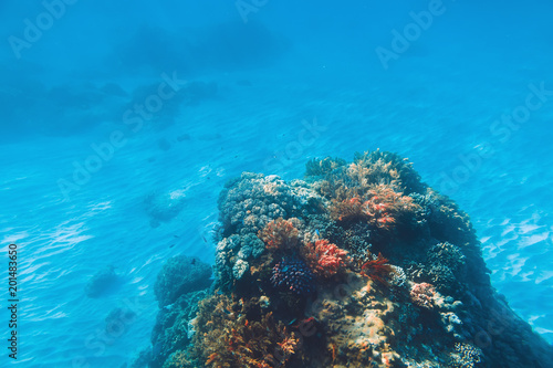 Tropical wildlife with corals underwater. Sea life in Indian ocean.