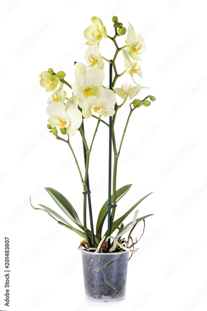 moth orchids in studio moth orchids in studio