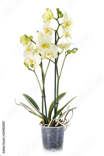 Fototapeta Naklejka Na Ścianę i Meble -  moth orchids in studio
