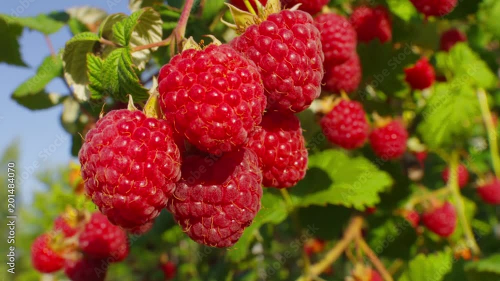 Large juicy ripe raspberries on branches, sunny summer day Large juicy ripe raspberries on branches, sunny summer day