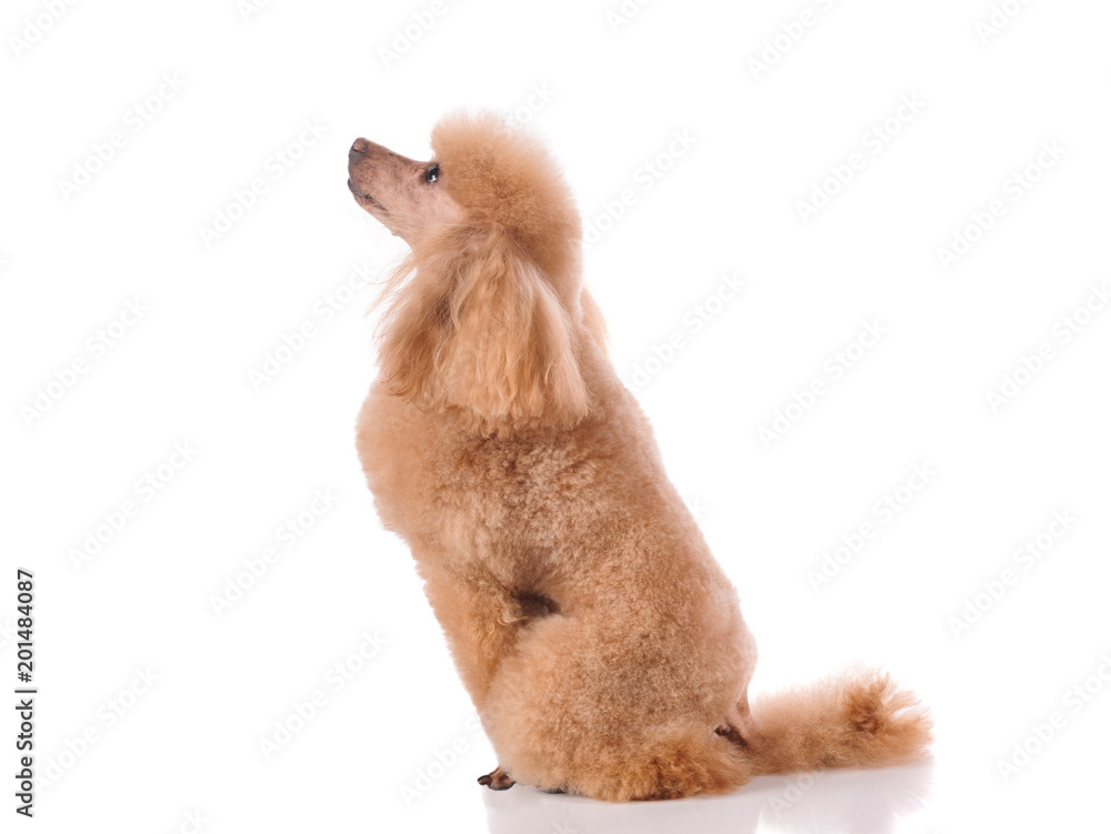 studio portrait of the dog on a white background studio portrait of the dog on a white background