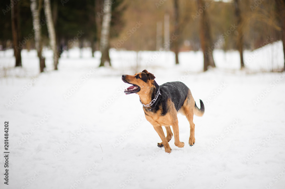 Happy dog running on the winter snow Happy dog running on the winter snow