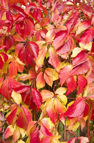 Plants: Autumnal colored virginia creeper leaves covering an old wooden fence