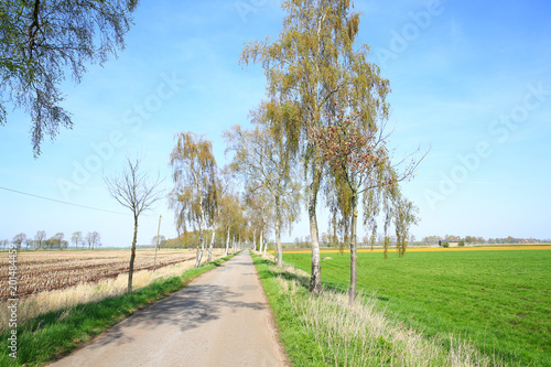 Idyllic road in the Opperweher Moor in Westphalia, Germany photo