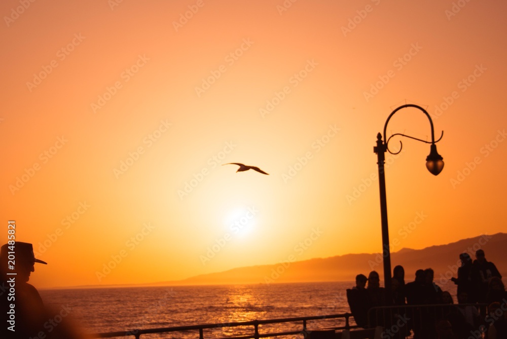 Fototapeta premium Bird at sunset