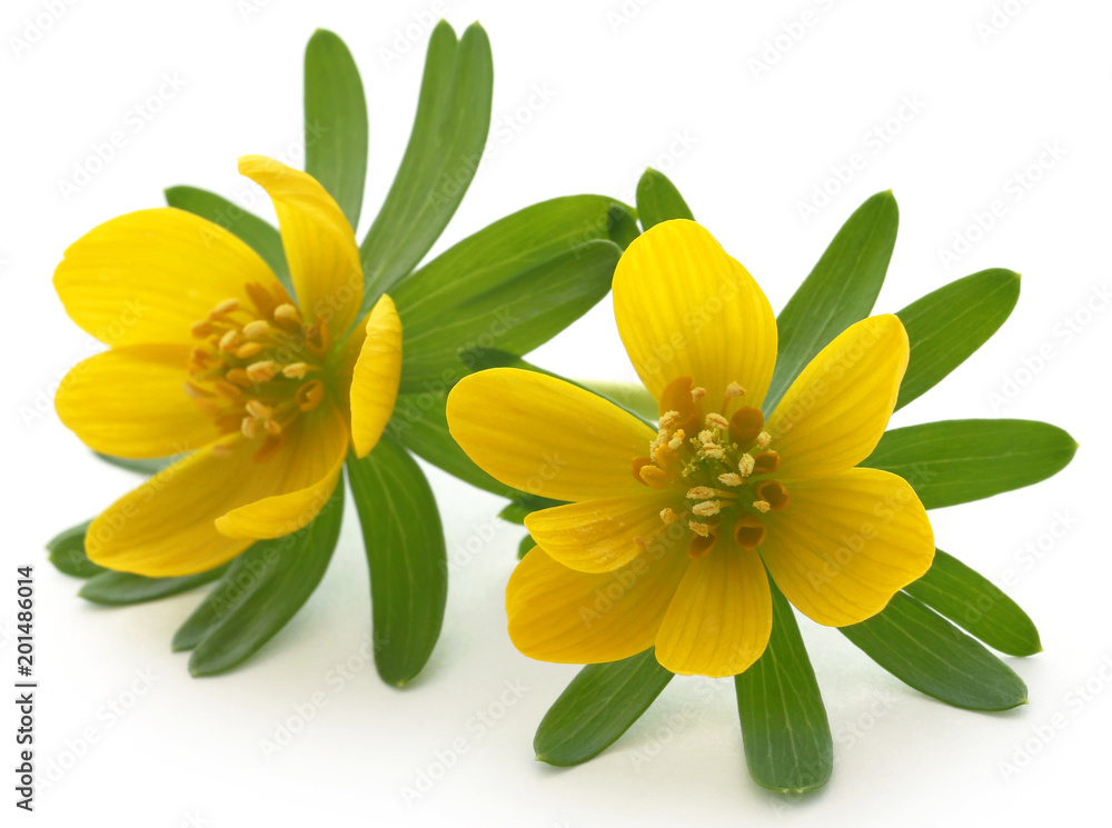 Fototapeta premium Eranthis hyemalis