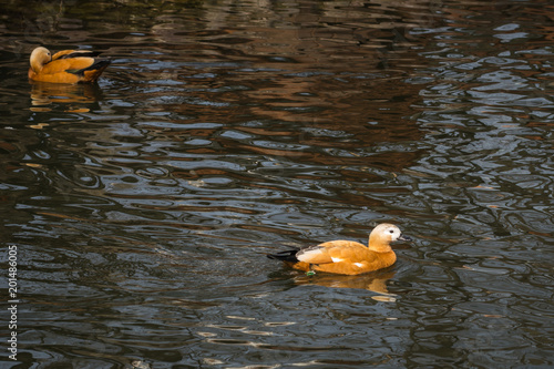 Duck mandarin duck in a natural habitat photo