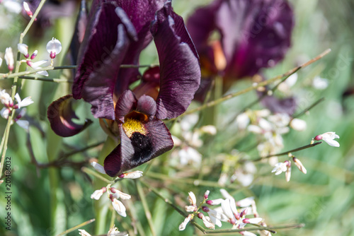 Fototapeta Naklejka Na Ścianę i Meble -  Irus Argaman Reserve in Netanya