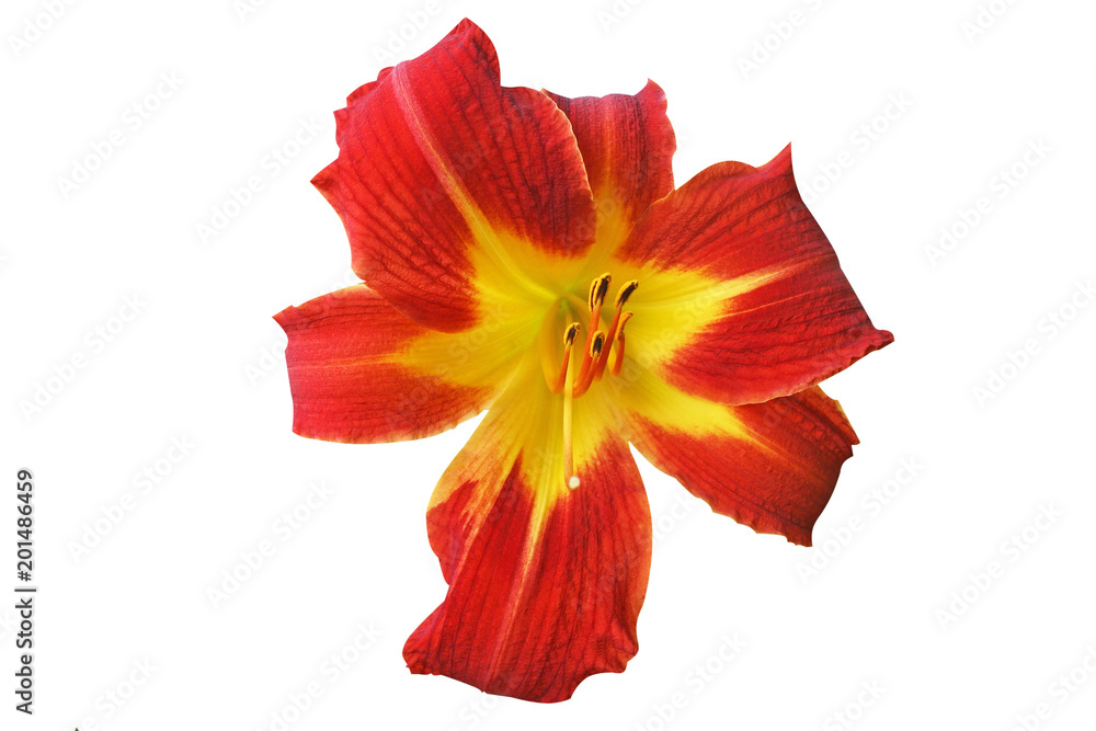 Corolful red daylily flower with yellow in star shape, dried flowers are used as ingredients in Chinese and Japanese cuisine isolated on white background Corolful red daylily flower with yellow in star shape, dried flowers are used as ingredients in Chinese and Japanese cuisine isolated on white background