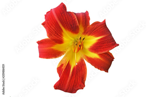 Corolful red daylily flower with yellow in star shape, dried flowers are used as ingredients in Chinese and Japanese cuisine isolated on white background