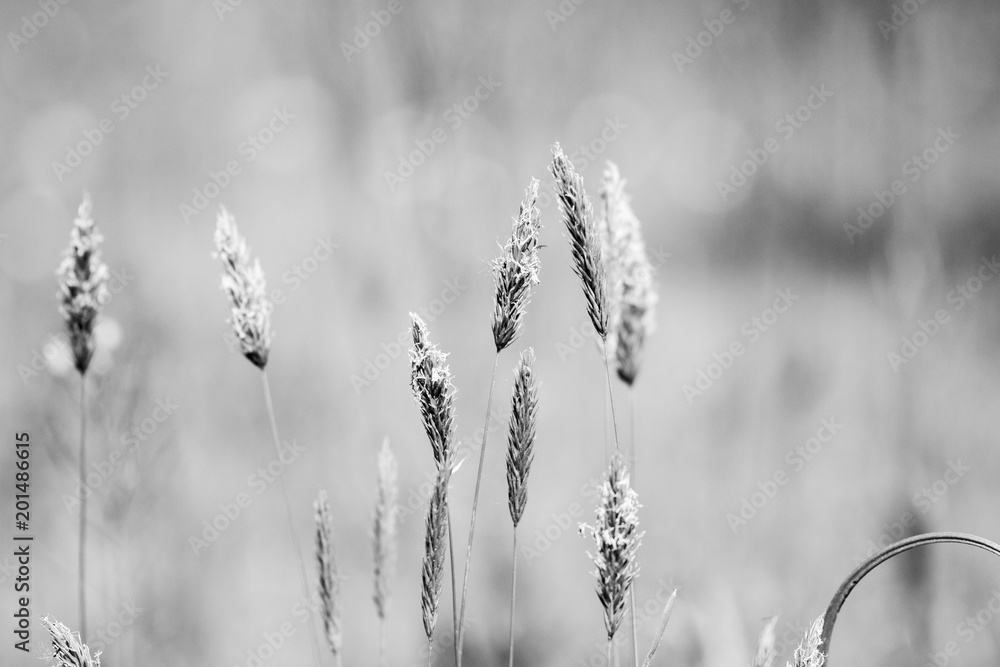 Nature noir et blanc Nature noir et blanc