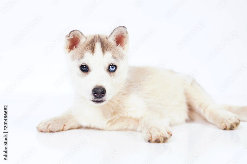 Adorable grey and white Siberian Husky puppy with different eyes lying down indoors on a white background Adorable grey and white Siberian Husky puppy with different eyes lying down indoors on a white background