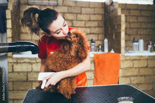 Female groomer brushing miniature red poodle at grooming salon. photo