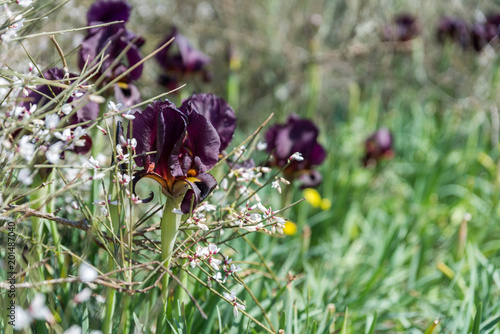 Fototapeta Naklejka Na Ścianę i Meble -  Irus Argaman Reserve in Netanya