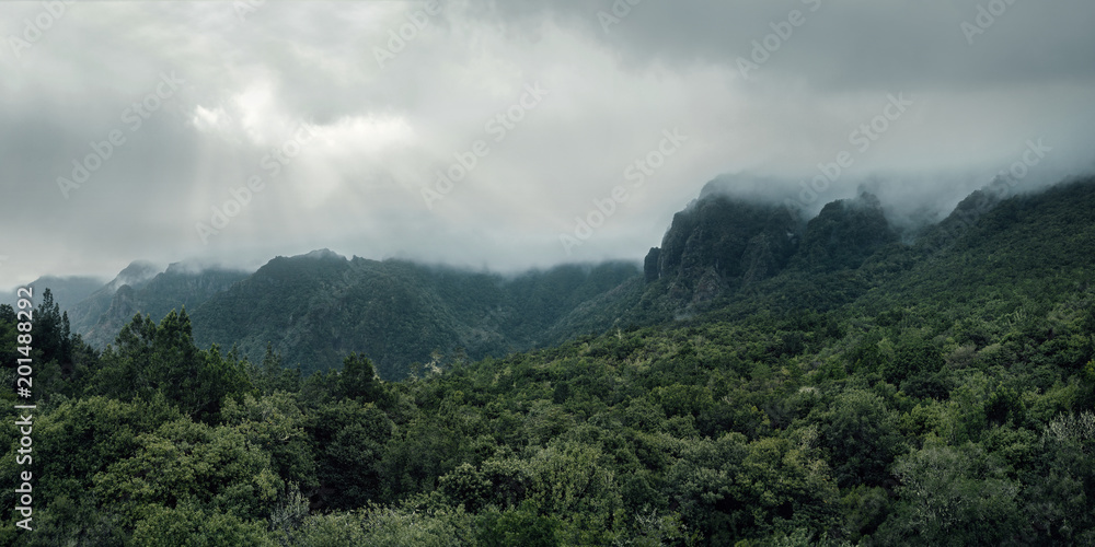 Aerial, panoramic view of a forest in the mountains on a foggy day with copy space