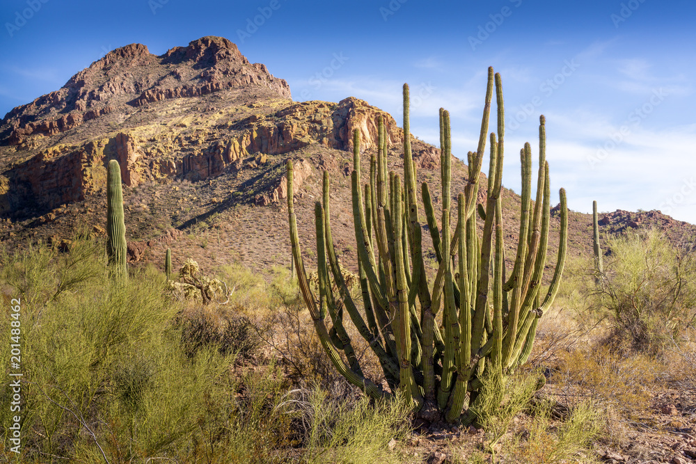 Organ Pipe Cactus and Saguaro at Organ Pipe Cactus National Monument, AZ, USA Organ Pipe Cactus and Saguaro at Organ Pipe Cactus National Monument, AZ, USA