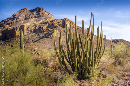 Organ Pipe Cactus and Saguaro at Organ Pipe Cactus National Monument, AZ, USA