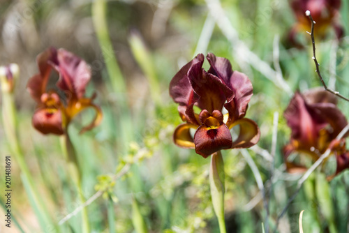 Fototapeta Naklejka Na Ścianę i Meble -  Irus Argaman Reserve in Netanya