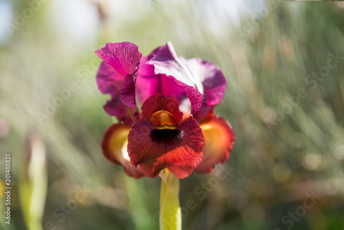 Fototapeta Naklejka Na Ścianę i Meble -  Irus Argaman Reserve in Netanya