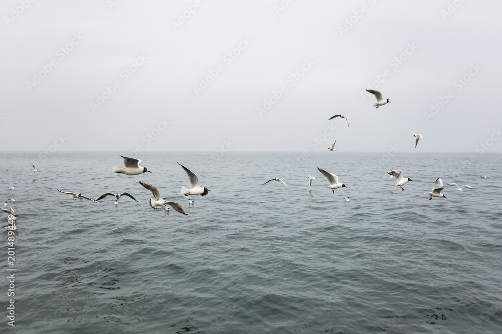 Many hungry seagulls flying in cloudy sea on rainy day. Horizontal color photography. Many hungry seagulls flying in cloudy sea on rainy day. Horizontal color photography.