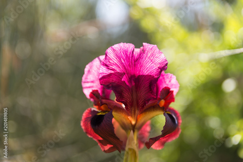 Fototapeta Naklejka Na Ścianę i Meble -  Irus Argaman Reserve in Netanya