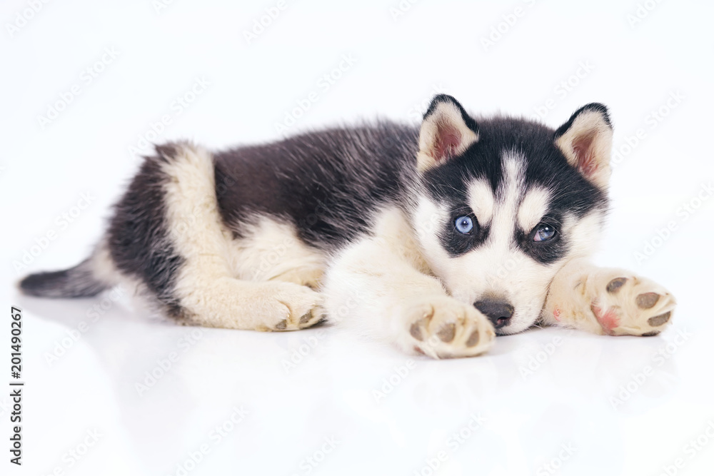 Cute black and white Siberian Husky puppy with different eyes lying indoors on a white background