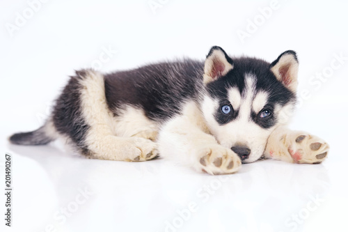 Cute black and white Siberian Husky puppy with different eyes lying indoors on a white background © Eudyptula