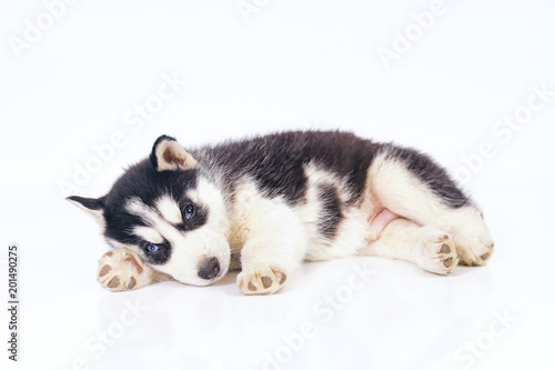 Cute black and white Siberian Husky puppy with different eyes lying indoors on a white background