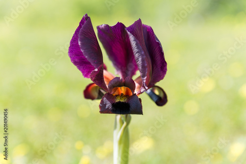 Fototapeta Naklejka Na Ścianę i Meble -  Irus Argaman Reserve in Netanya