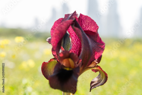 Fototapeta Naklejka Na Ścianę i Meble -  Irus Argaman Reserve in Netanya