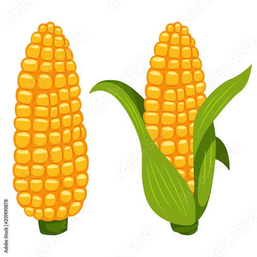 Fényképezés Corn cobs vector cartoon flat icon of sweet vegetable isolated on white background