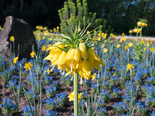 fruehling