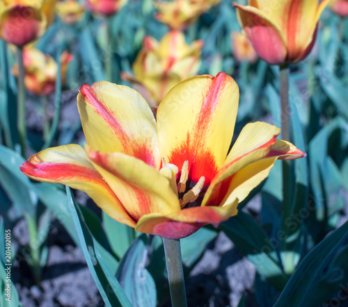 fruehling