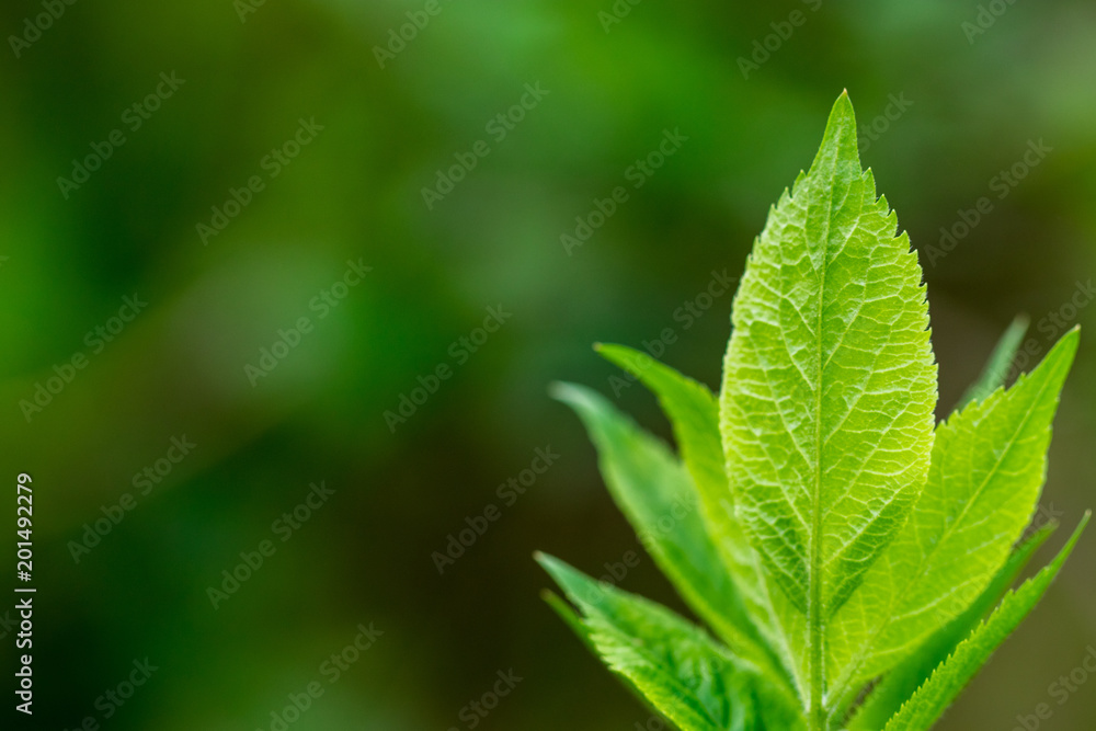 Spring leaves - fresh young spring leaves. Close up Spring leaves - fresh young spring leaves. Close up