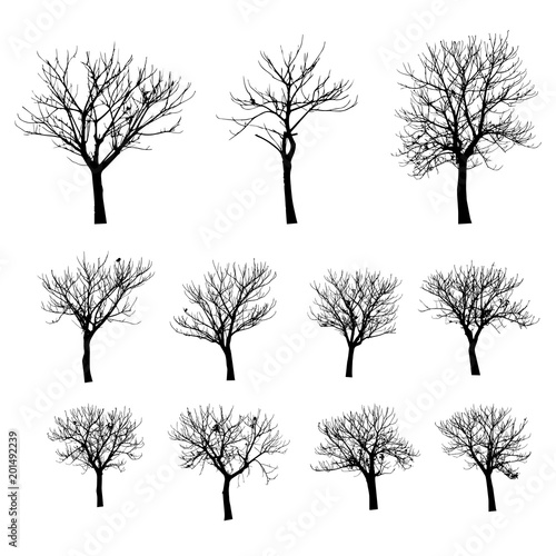 vector black silhouette of a bare tree