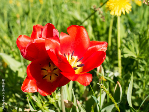 fruehling