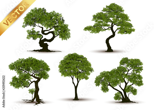 Beautiful tree Realistic  on a white background.