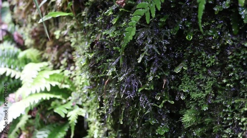 New Zealand fern bush moss grass water dripping photo