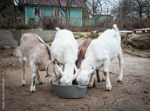 Fototapeta Naklejka Na Ścianę i Meble -  goats domestic on the street